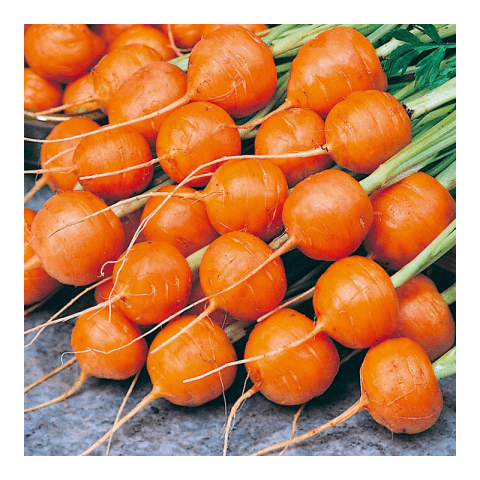 Short and thick carrots