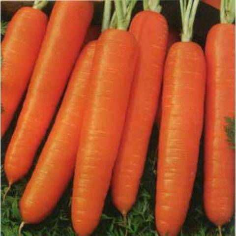 Short and thick carrots