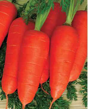 Short and thick carrots