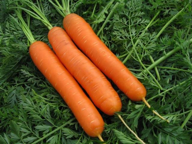 Short and thick carrots