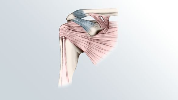 Shoulder joint &#8211; everything you need to know about it. Construction, injuries and ankle care