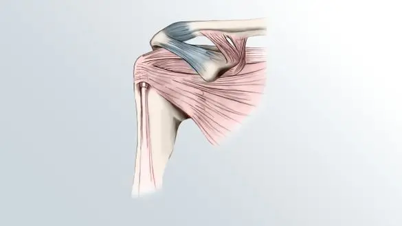 Shoulder joint &#8211; everything you need to know about it. Construction, injuries and ankle care