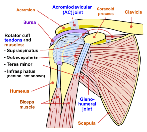 Shoulder joint &#8211; its structure and injuries