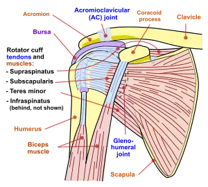 Shoulder joint &#8211; its structure and injuries