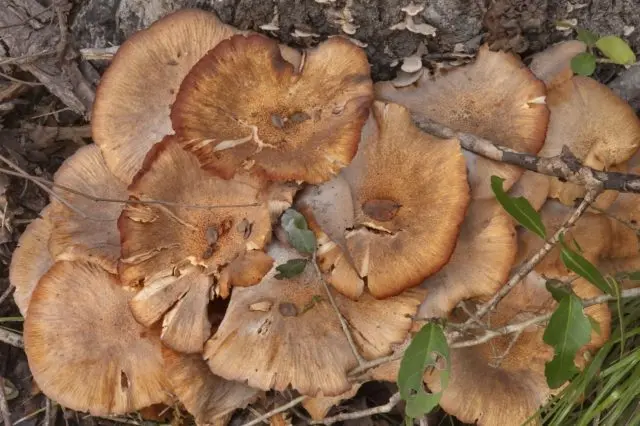 Shrinking honey agaric (ringless): photo and description, useful properties