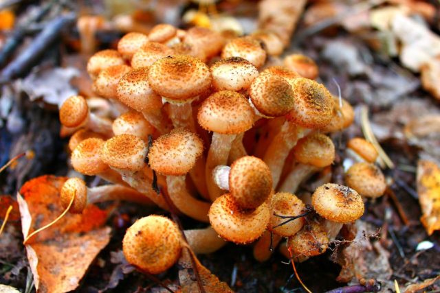 Shrinking honey agaric (ringless): photo and description, useful properties