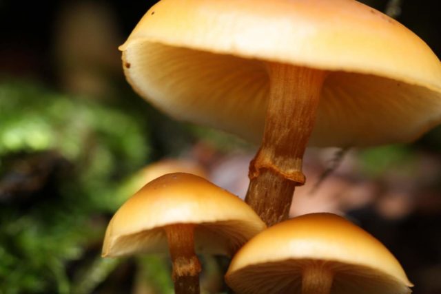 Shrinking honey agaric (ringless): photo and description, useful properties