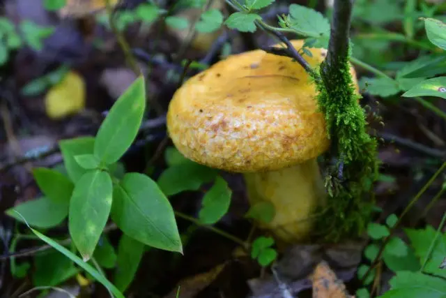 Shrinking honey agaric (ringless): photo and description, useful properties