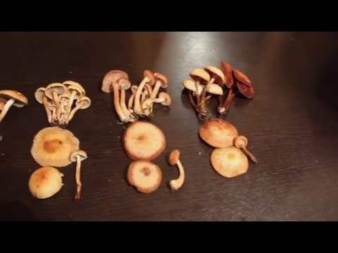 Shrinking honey agaric (ringless): photo and description, useful properties