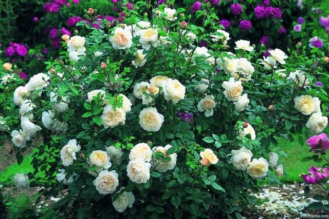 Shrub rose: pruning for the winter