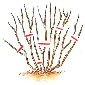 Shrub rose: pruning for the winter