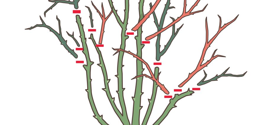 Shrub rose: pruning for the winter