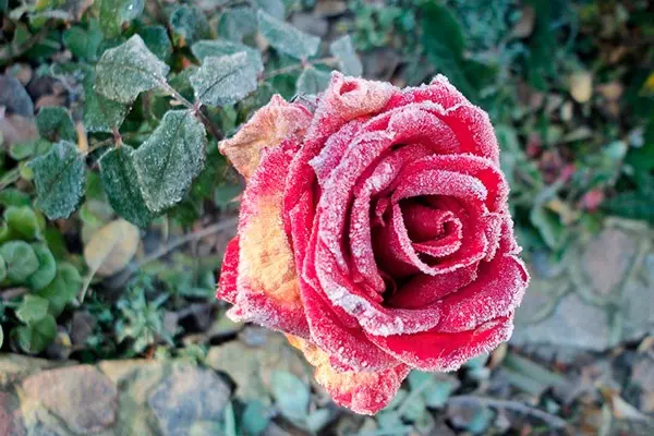 Shrub roses are the perfect addition to your garden.