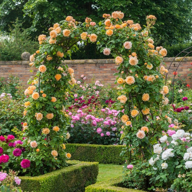 Shrub roses are the perfect addition to your garden.