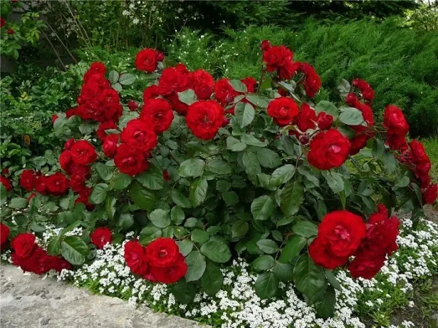 Shrub roses are the perfect addition to your garden.