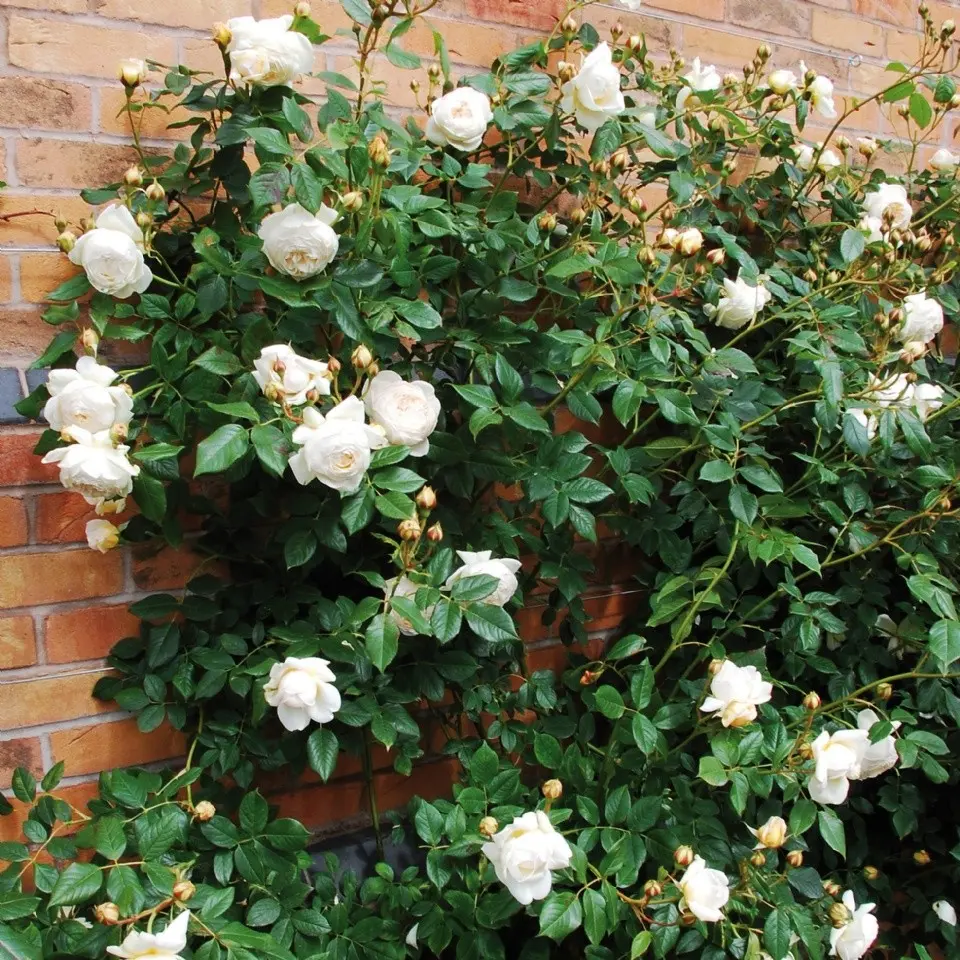 Shrub roses are the perfect addition to your garden.