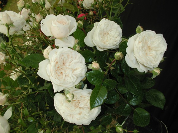 Shrub roses are the perfect addition to your garden.