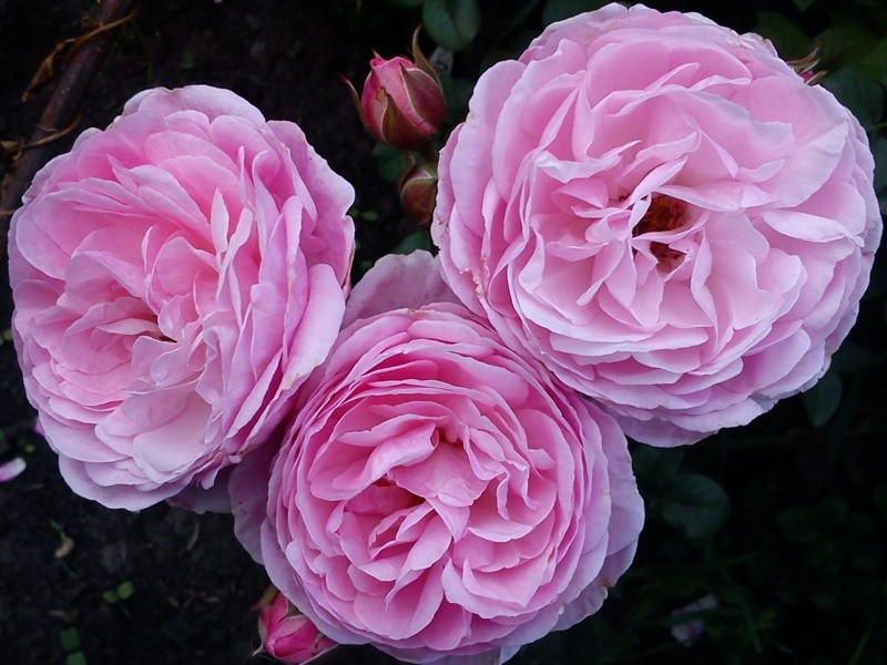 Shrub roses are the perfect addition to your garden.