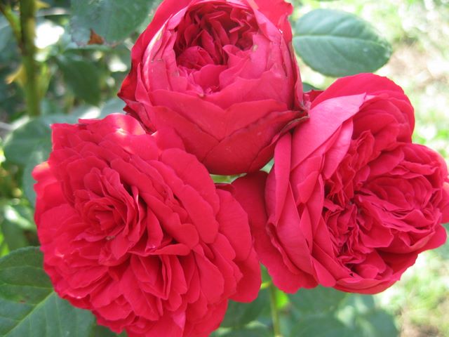 Shrub roses are the perfect addition to your garden.