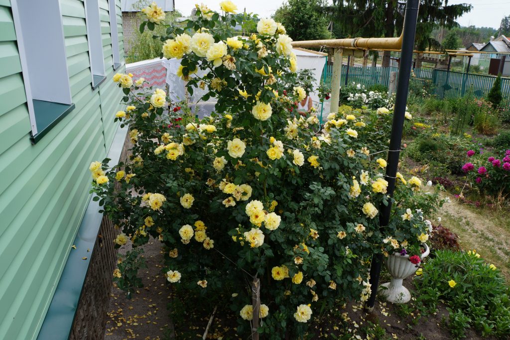 Shrub roses are the perfect addition to your garden.