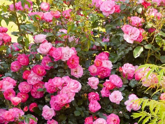 Shrub roses are the perfect addition to your garden.