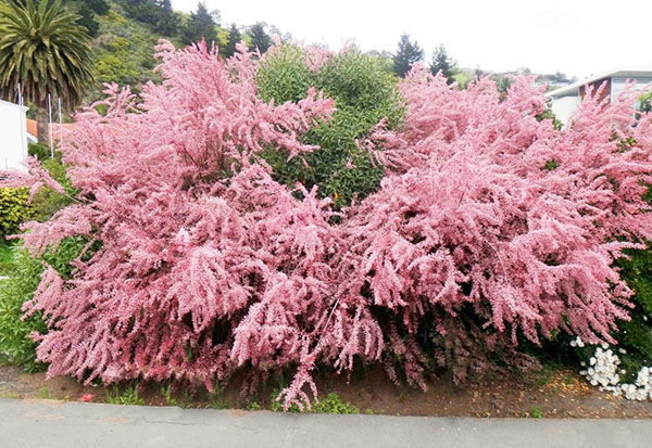 Shrub tamariks (tamarisk, bead, comb): photo and description of varieties