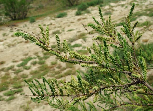 Shrub tamariks (tamarisk, bead, comb): photo and description of varieties