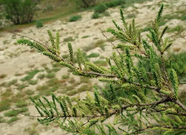 Shrub tamariks (tamarisk, bead, comb): photo and description of varieties