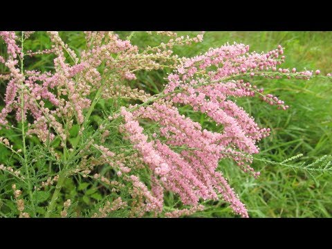 Shrub tamariks (tamarisk, bead, comb): photo and description of varieties