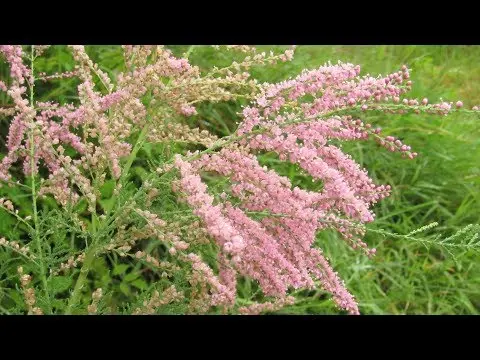 Shrub tamariks (tamarisk, bead, comb): photo and description of varieties