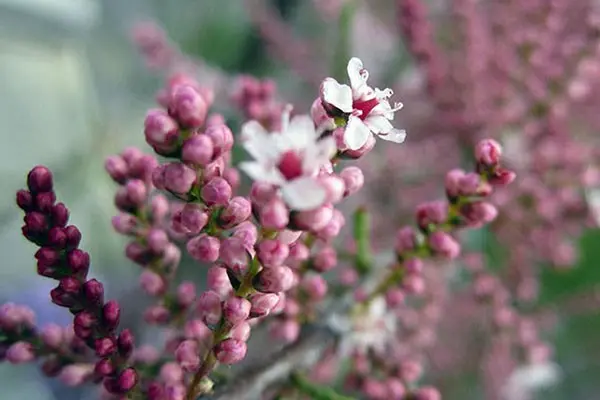 Shrub tamariks (tamarisk, bead, comb): photo and description of varieties