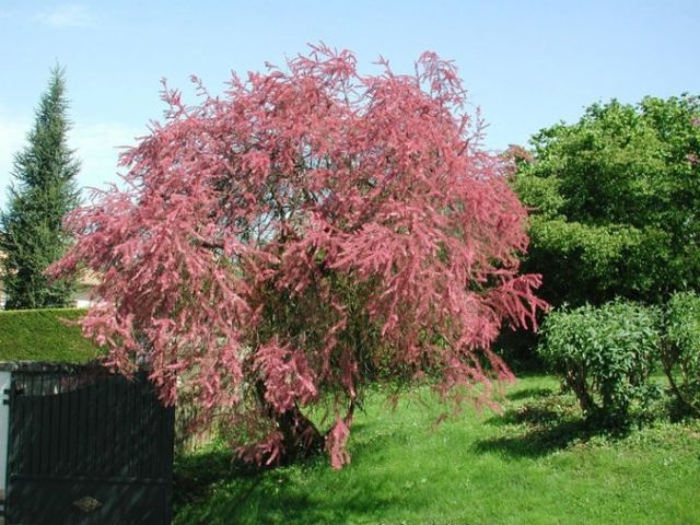 Shrub tamariks (tamarisk, bead, comb): photo and description of varieties