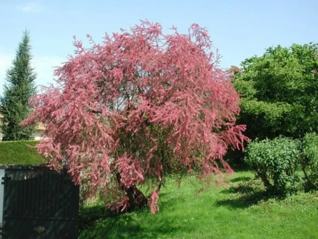 Shrub tamariks (tamarisk, bead, comb): photo and description of varieties