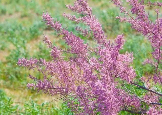 Shrub tamariks (tamarisk, bead, comb): photo and description of varieties