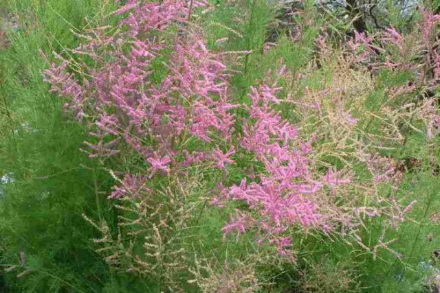 Shrub tamariks (tamarisk, bead, comb): photo and description of varieties