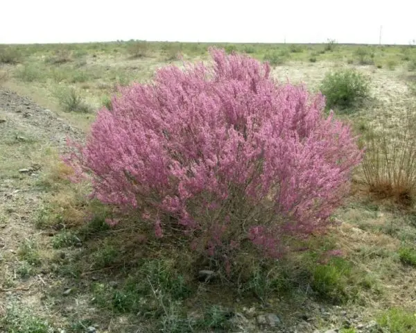 Shrub tamariks (tamarisk, bead, comb): photo and description of varieties