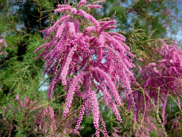 Shrub tamariks (tamarisk, bead, comb): photo and description of varieties