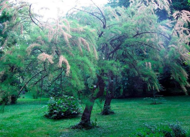 Shrub tamariks (tamarisk, bead, comb): photo and description of varieties