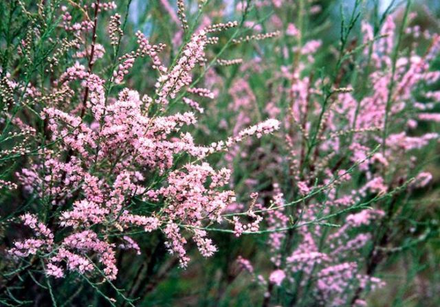 Shrub tamariks (tamarisk, bead, comb): photo and description of varieties