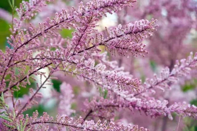 Shrub tamarisk (tamarix, bead): planting and care, photo, reproduction, flowering, cultivation, medicinal properties