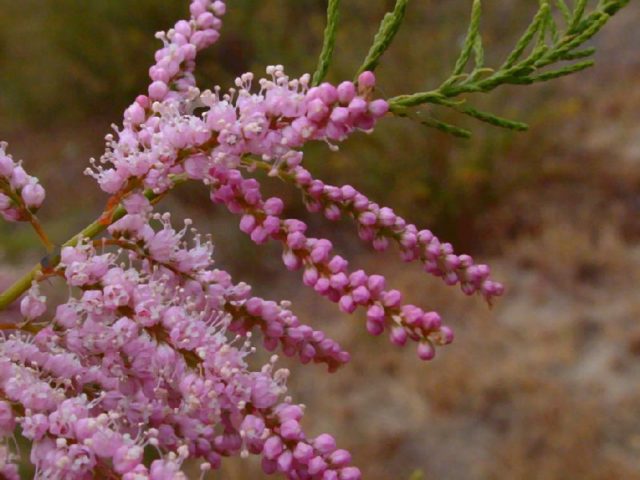 Shrub tamarisk (tamarix, bead): planting and care, photo, reproduction, flowering, cultivation, medicinal properties