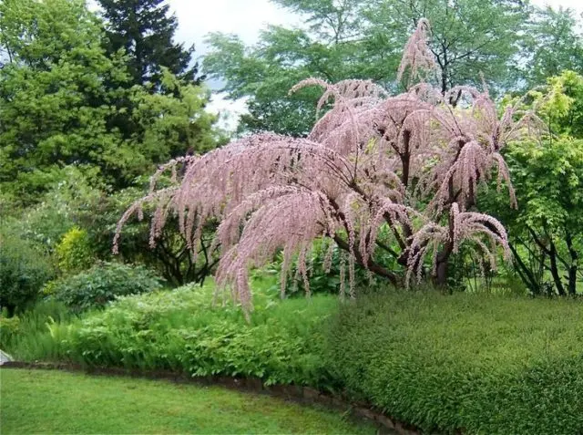 Shrub tamarisk (tamarix, bead): planting and care, photo, reproduction, flowering, cultivation, medicinal properties