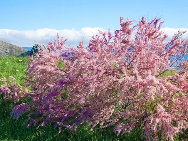 Shrub tamarisk (tamarix, bead): planting and care, photo, reproduction, flowering, cultivation, medicinal properties