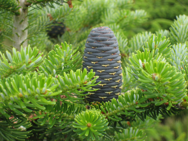 Siberian fir: photo and cultivation