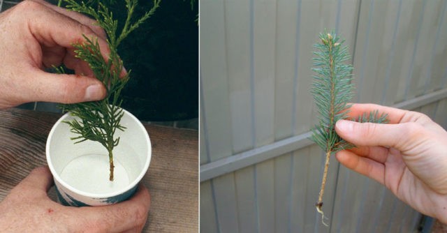 Siberian fir: photo and cultivation