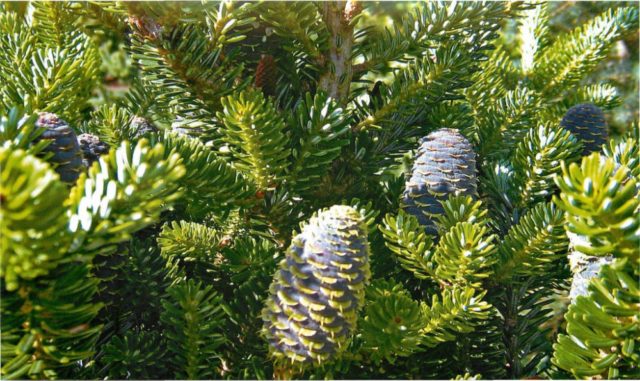 Siberian fir: photo and cultivation