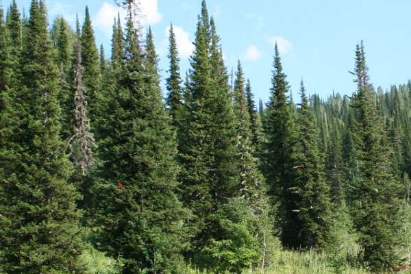 Siberian fir: photo and cultivation