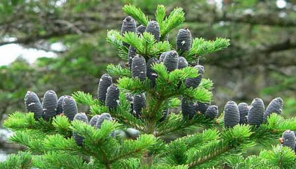 Siberian fir: photo and cultivation