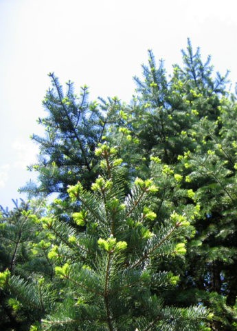 Siberian fir: photo and cultivation