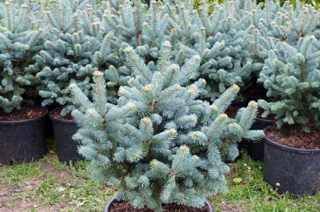 Siberian fir: photo and cultivation